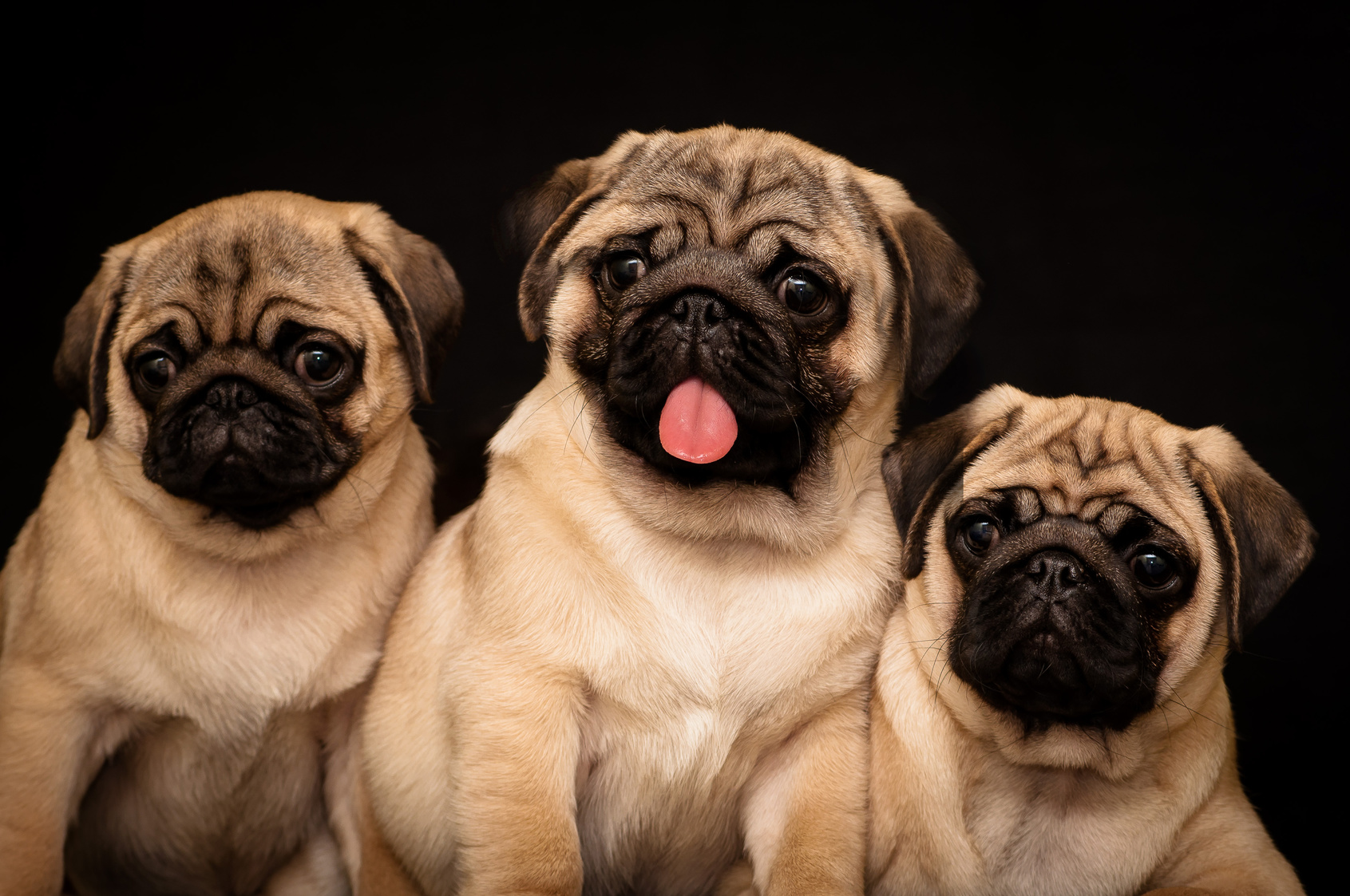 Three Pugs