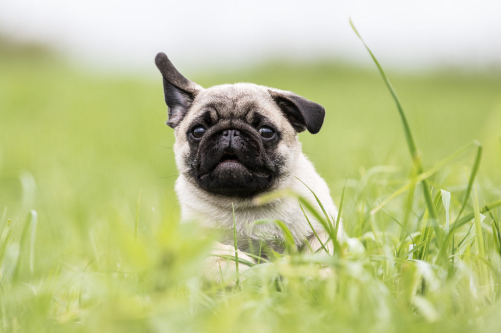 chiot carlin dans les hautes herbes chiot carlin