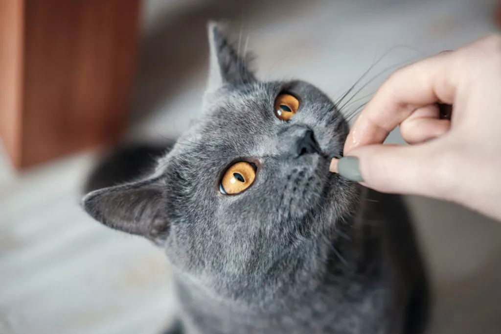 Un chat gris re&ccedil;oit une friandise