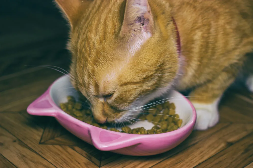 Un chat roux mange des croquettes dans sa gamelle