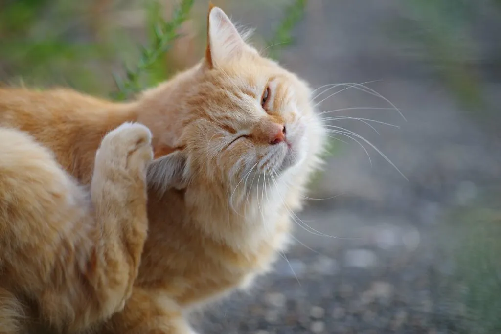 Un chat roux se gratte