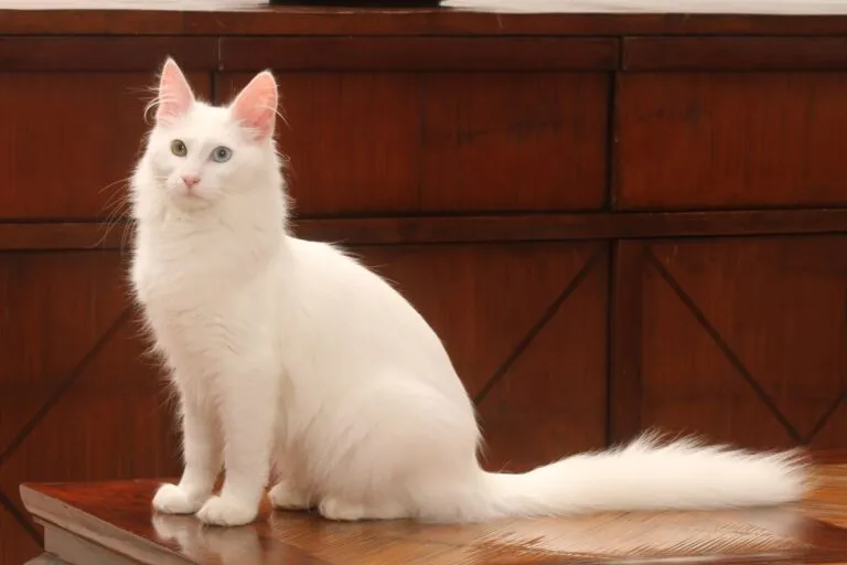 Angora turc Angora turc