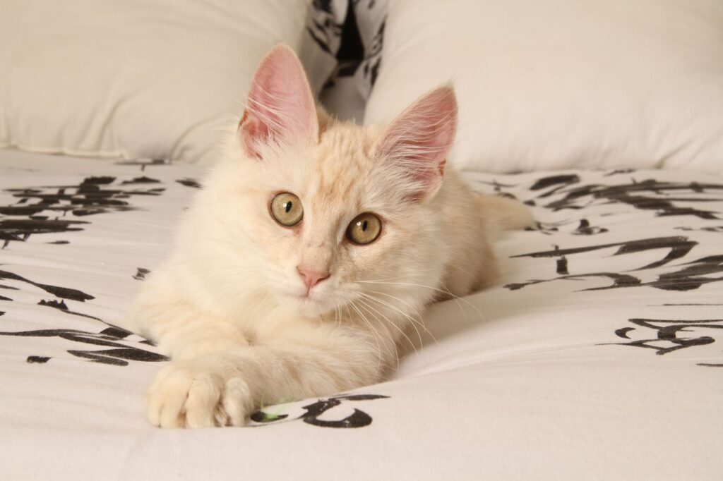 chaton angora turc sur un lit chaton angora turc sur un lit