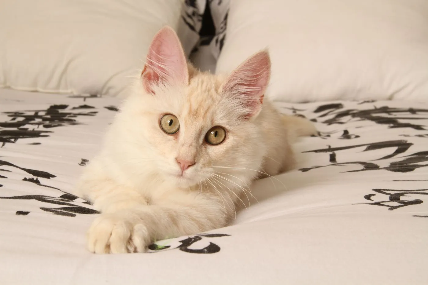 chaton angora turc sur un lit chaton angora turc sur un lit