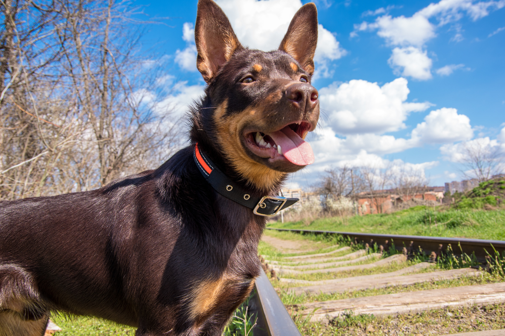 kelpie australien