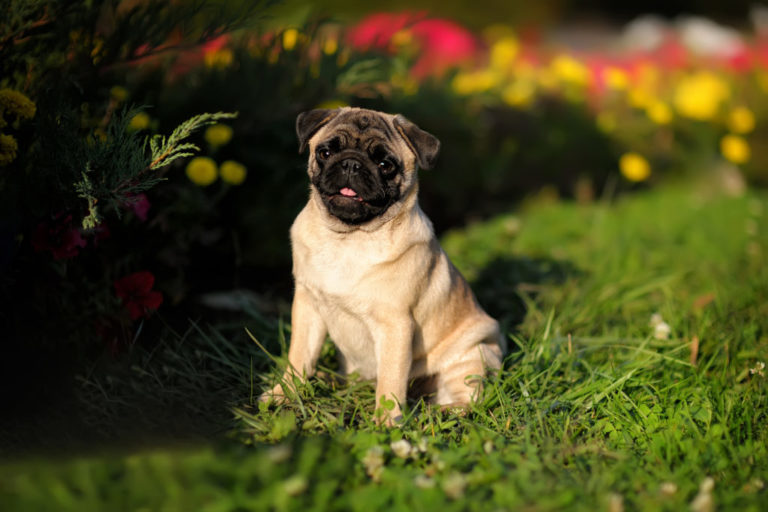 Alpha De Races Chiens ou Chats  Carlin-768x512