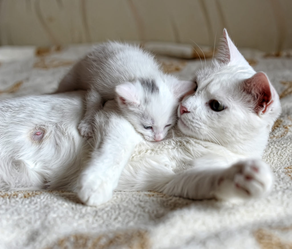 Chaton gris et blanc couché sur sa mère