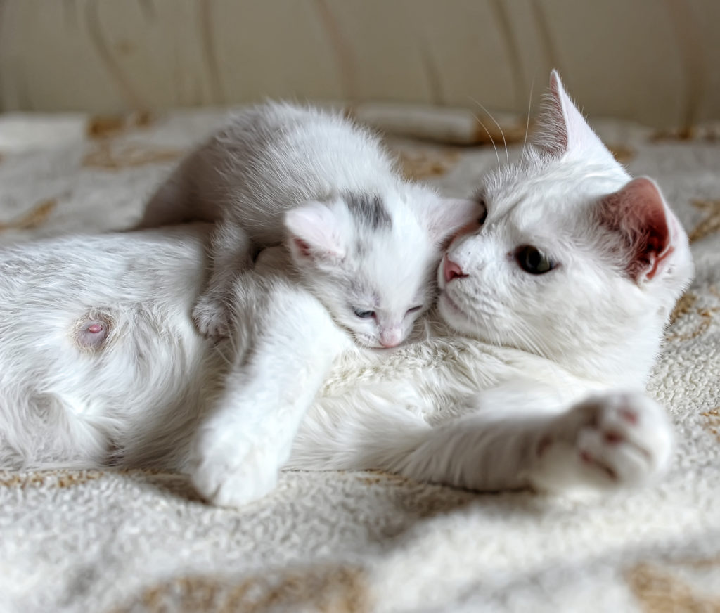 Éduquer un chaton les règles de base Magazine zooplus