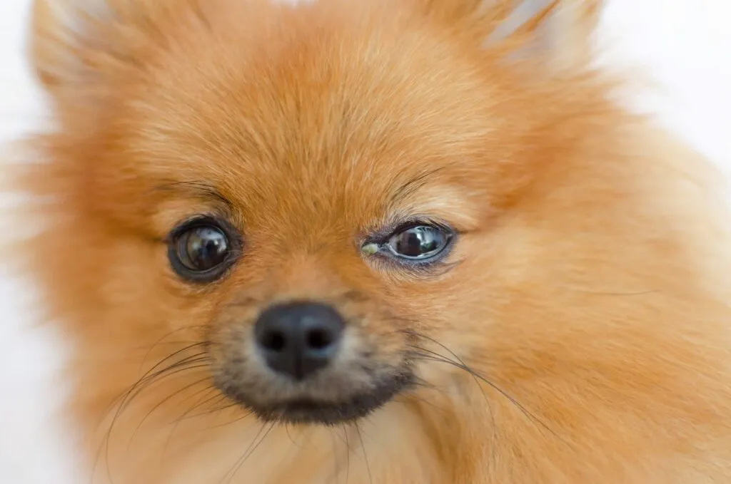 symptômes conjonctivite chien