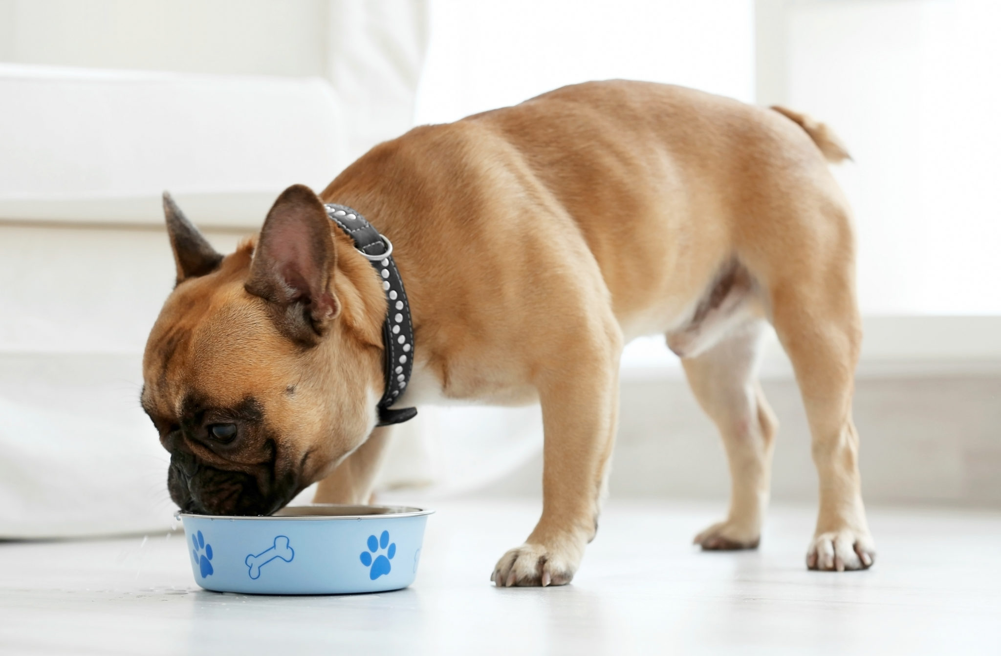 Comment Bien Nourrir Mon Bouledogue Francais Magazine Zooplus Comment Bien Nourrir Mon Bouledogue Francais Magazine Zooplus