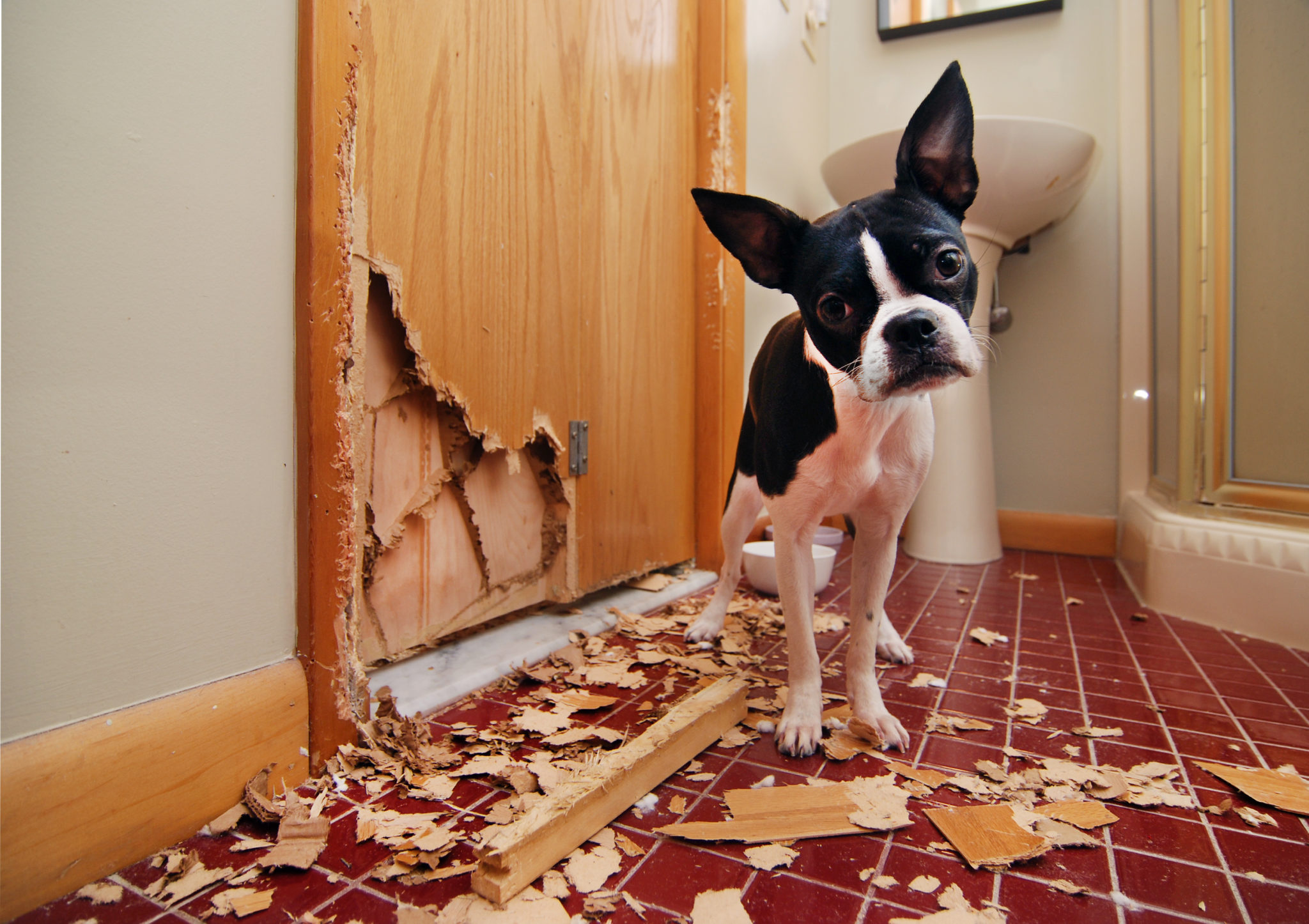 jouet pour chien destructeur