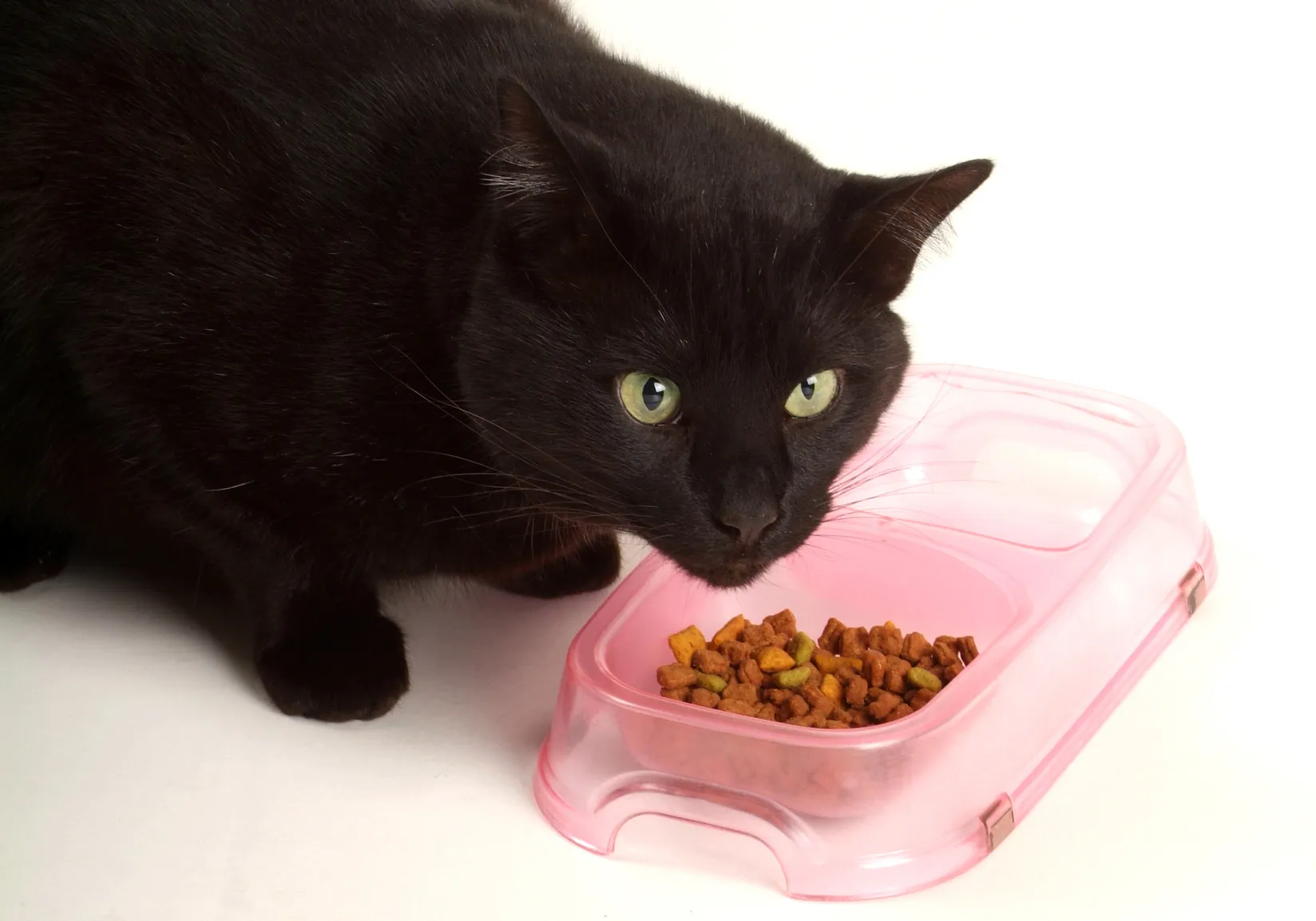 nourrir son chat sensible nourrir son chat sensible