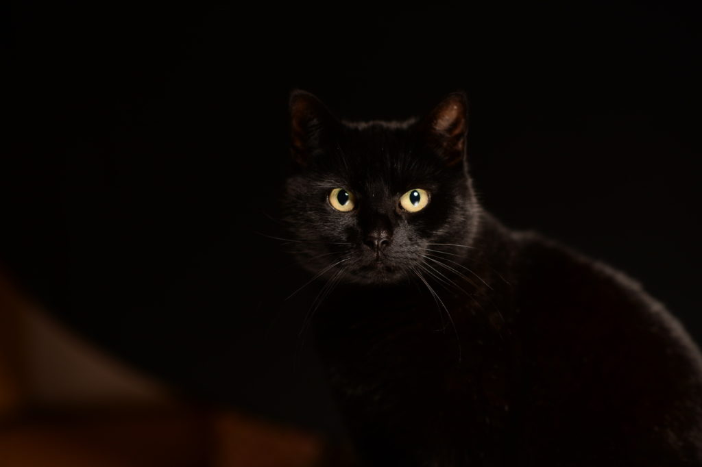 Yeux Et Les Oreilles Du Chat Quels Soins Magazine Zooplus Yeux Et Les Oreilles Du Chat Quels Soins Magazine Zooplus