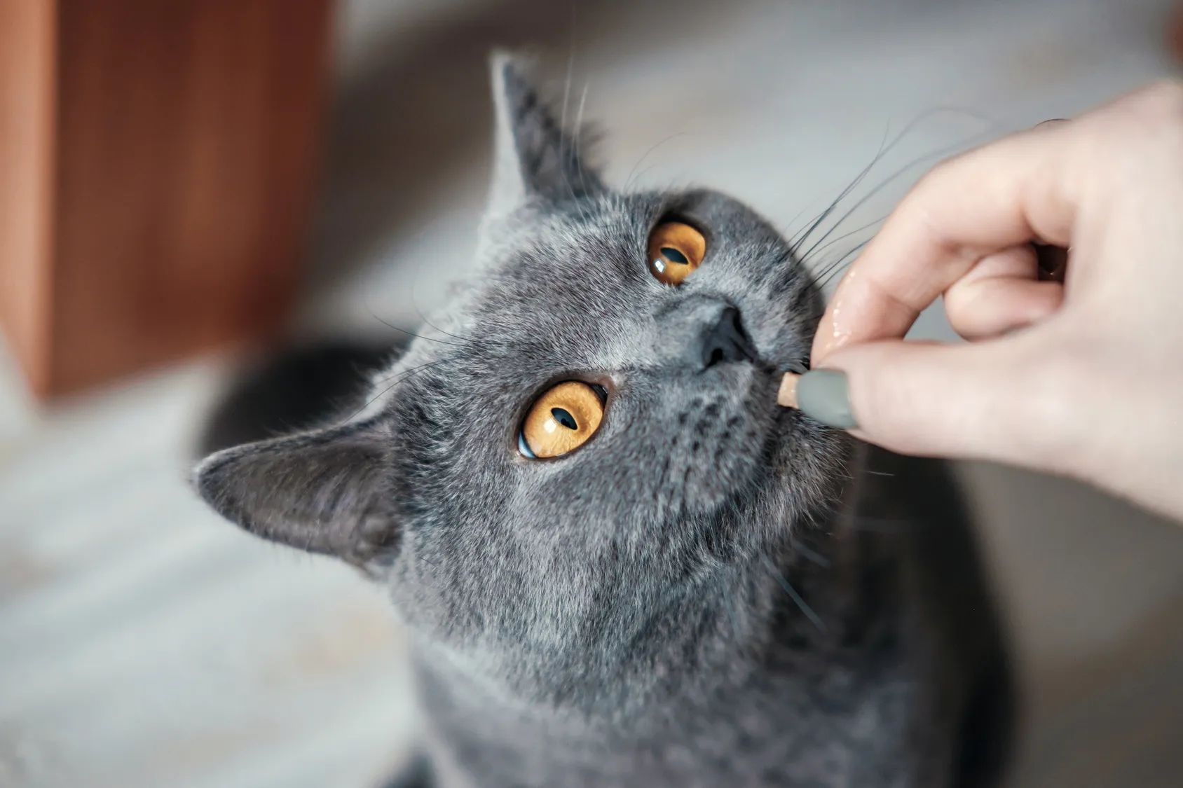 éduquer un chaton éduquer un chaton