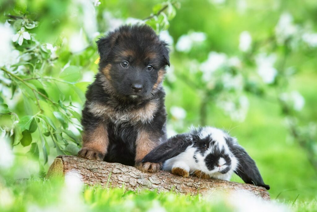 chiot et lapin