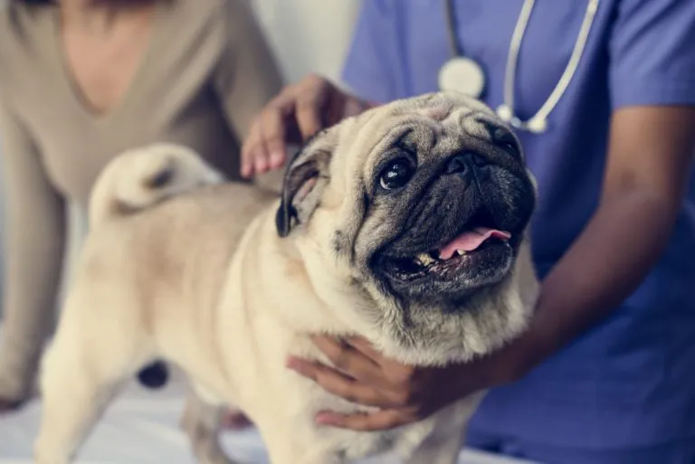 chien chez le vétérinaire