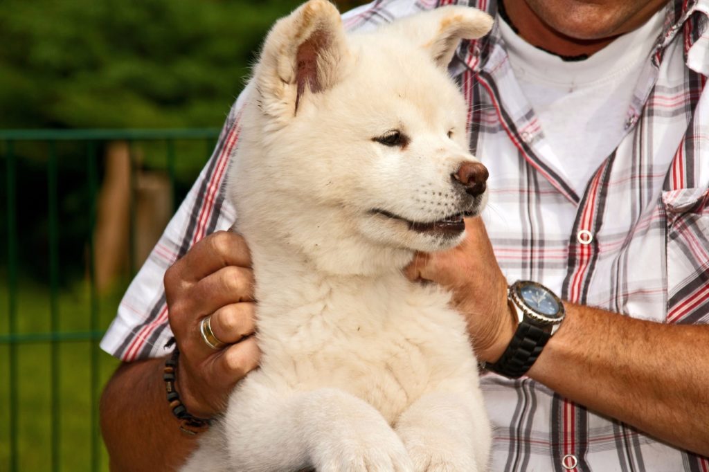 un chien à l'école du chiot