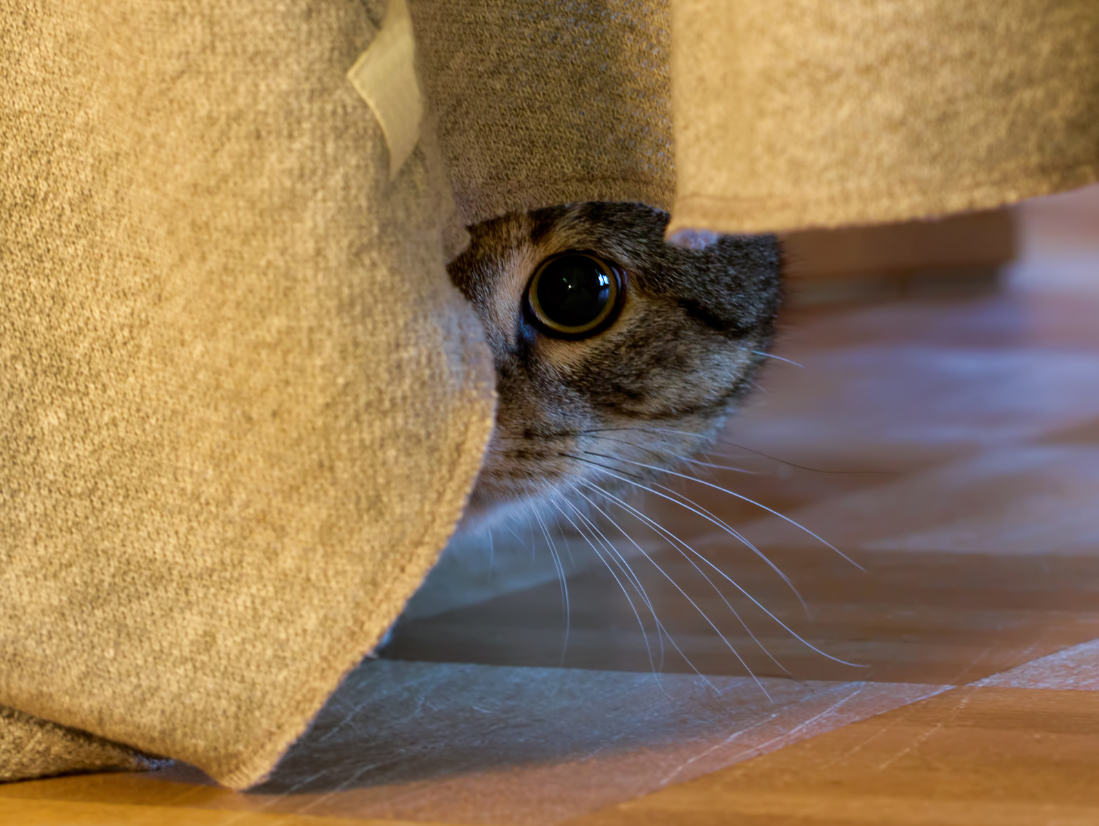 Chat peureux comment le rassurer ? Magazine zooplus
