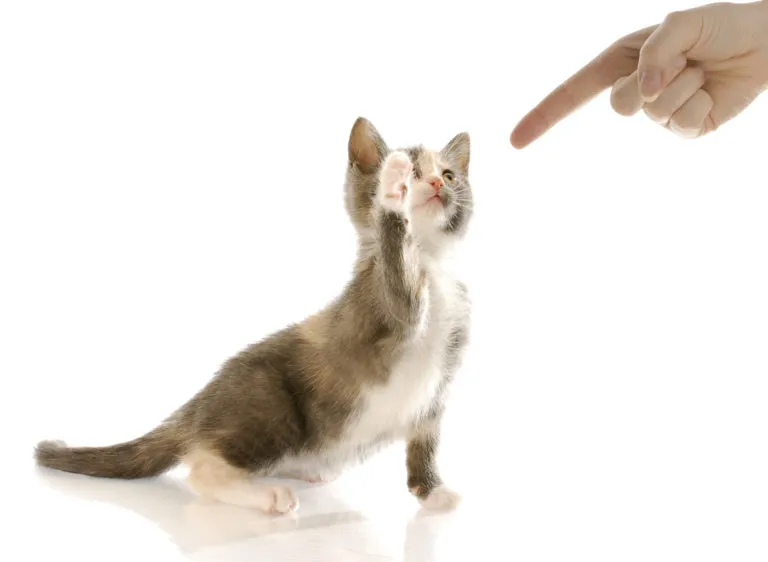 comment bien éduquer son chaton chaton qui veut griffer son maître