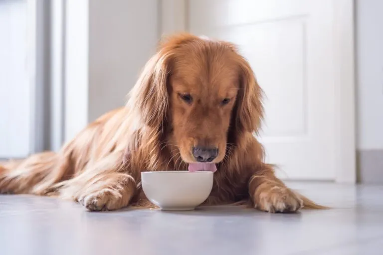Un chien âgé mange dans une gamelle blanche vieux chien mange dans une gamelle