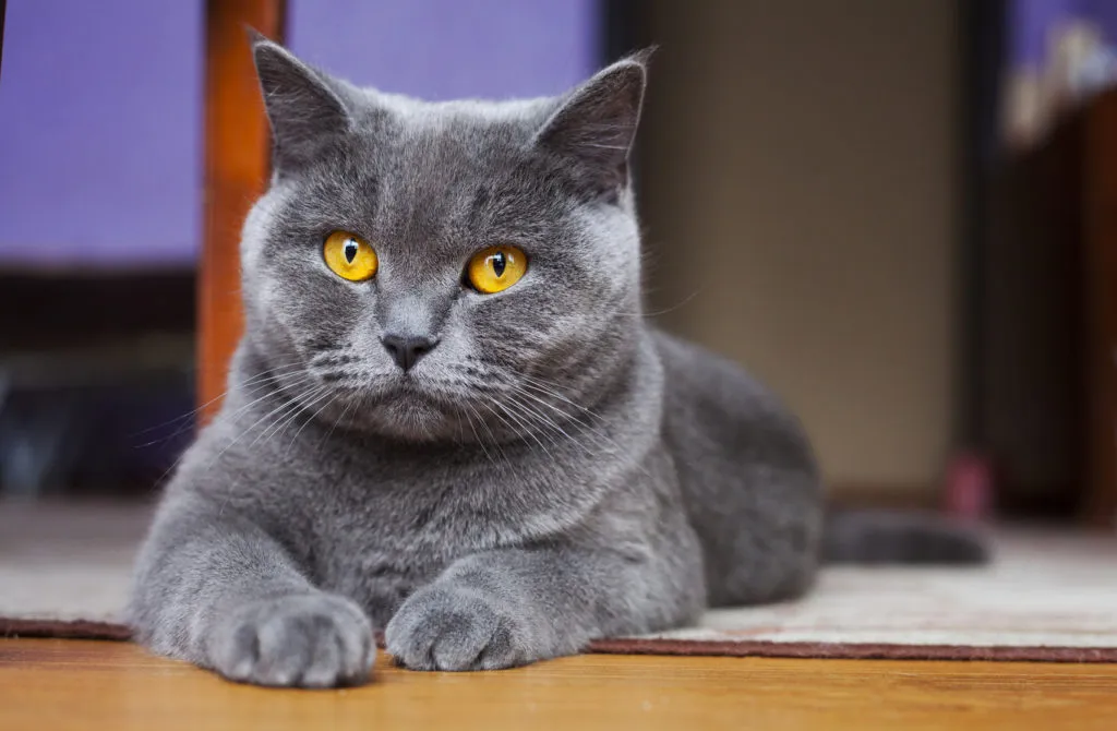 British Shorthair British Shorthair