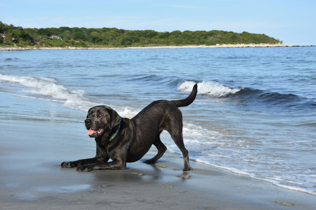Labrador Retriever à la mer