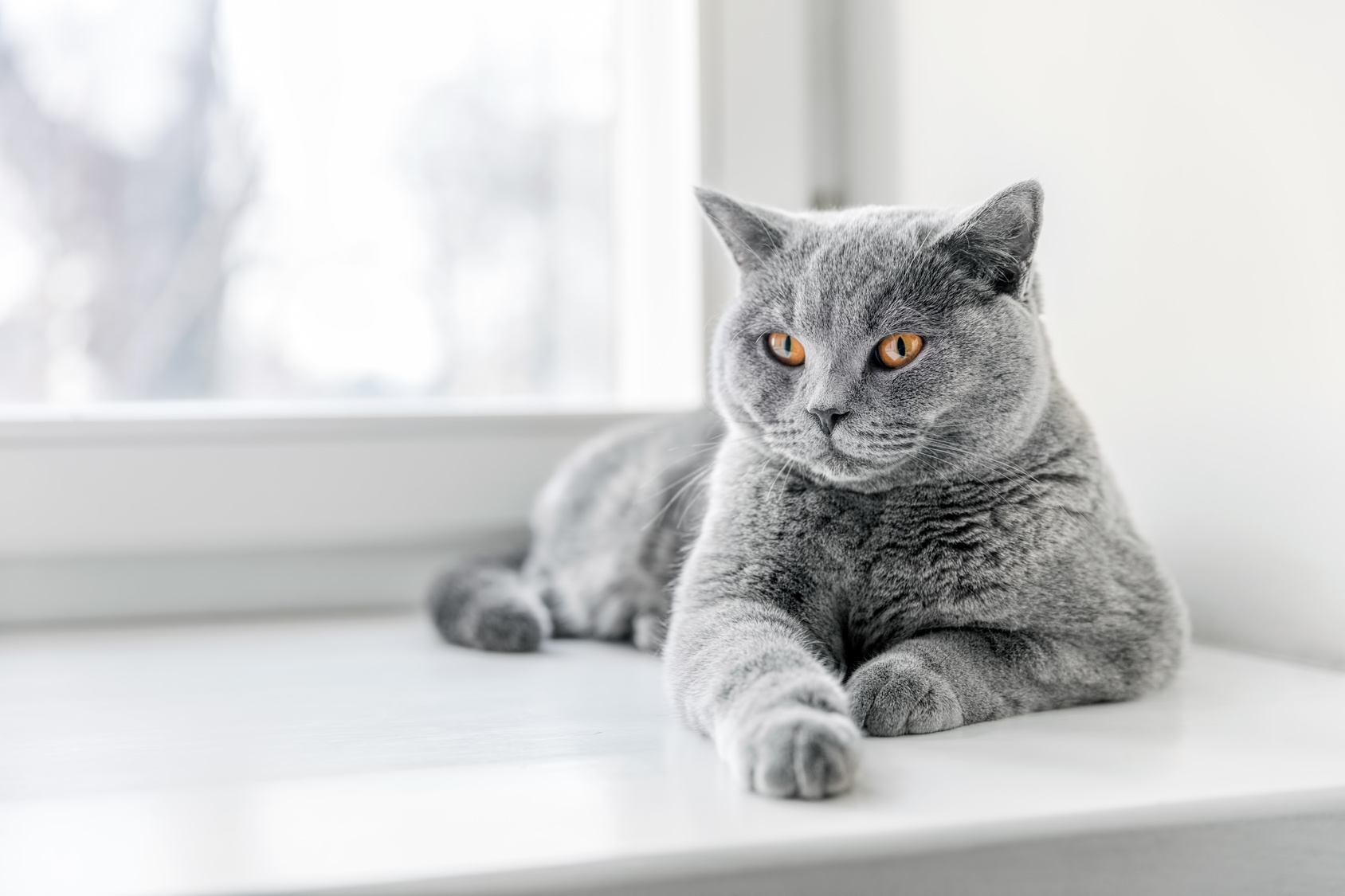 British Shorthair : tout savoir sur cette race anglaise - Magazine zooplus