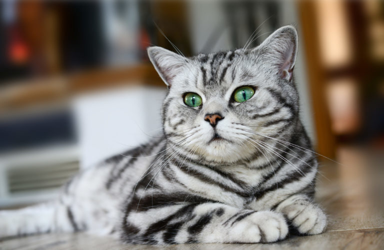 British Shorthair Tout Savoir Sur Cette Race Anglaise Magazine