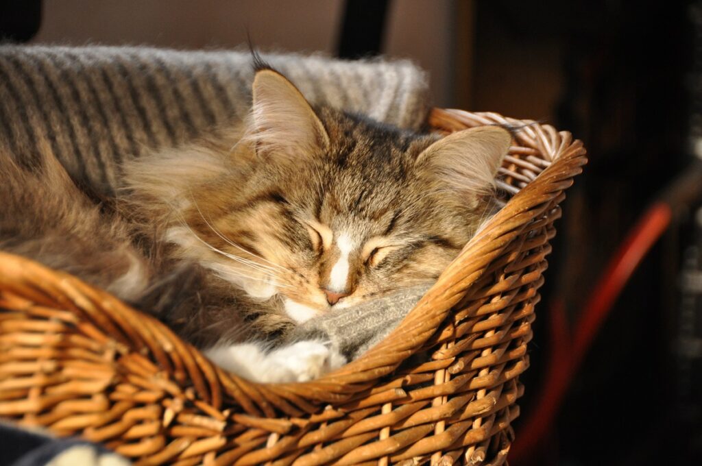 dormir avec son chat