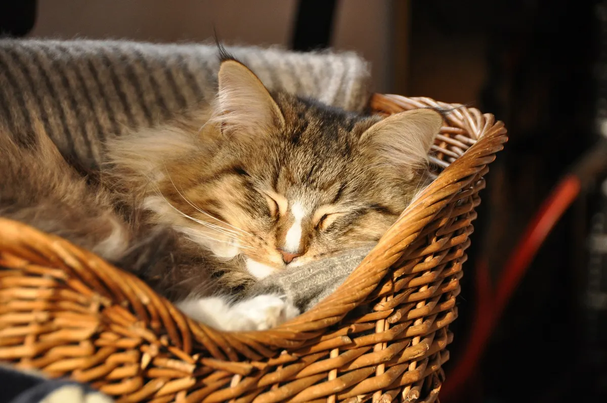 dormir avec son chat