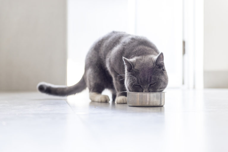 nourriture pour chat de qualité