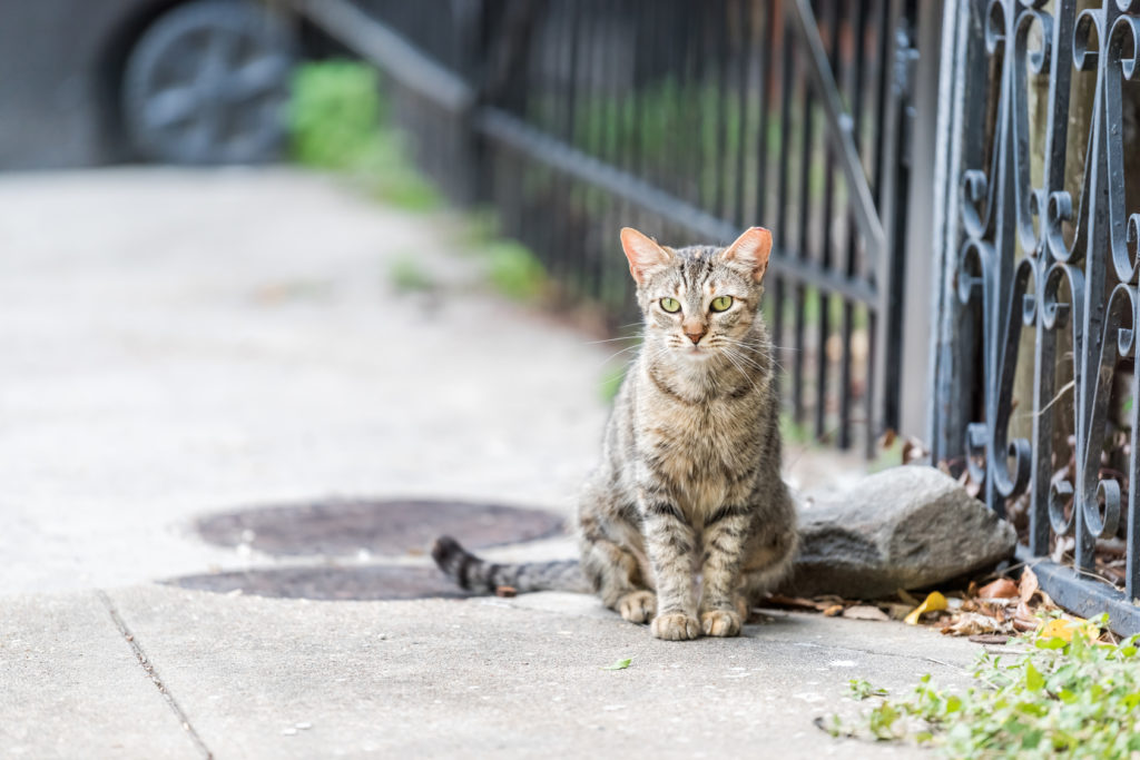 chat d'extérieur dans la rue