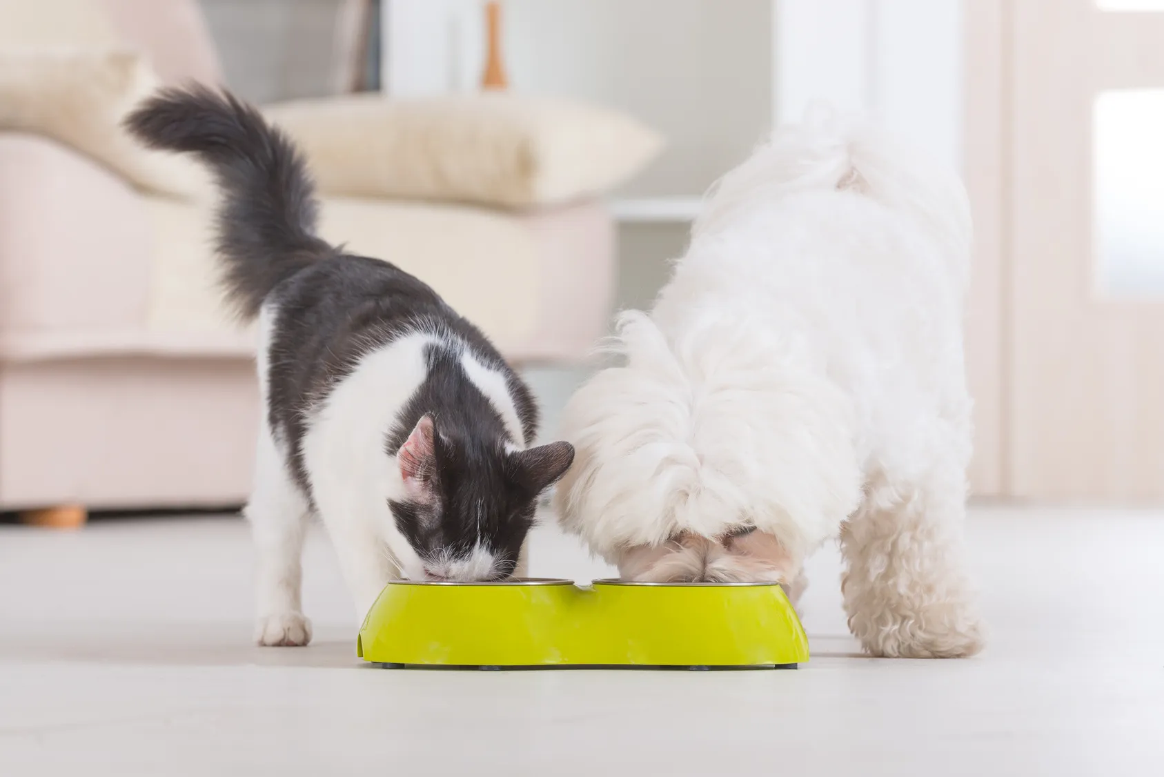 chat mange les croquettes du chien chat mange croquettes chien