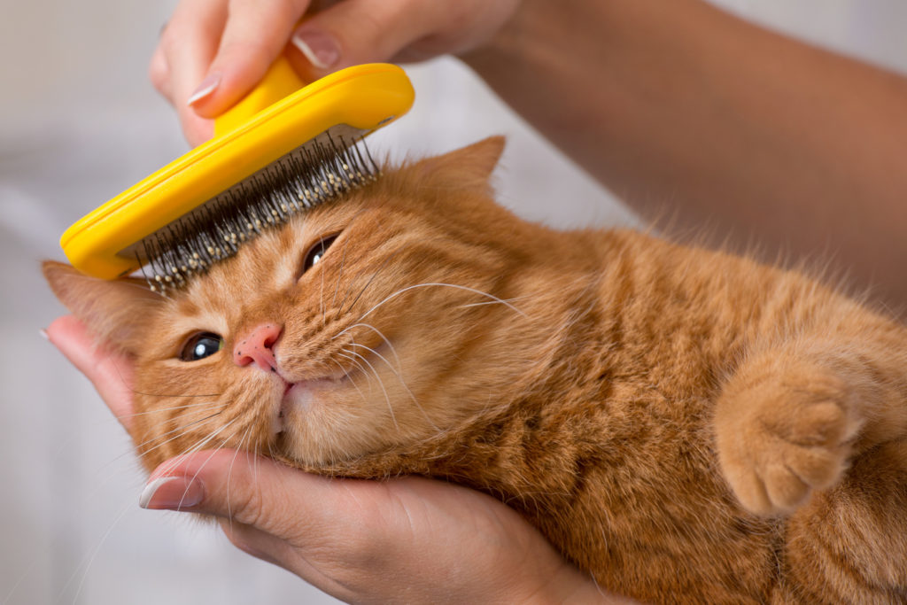 chat d'appartement se faisant brosser