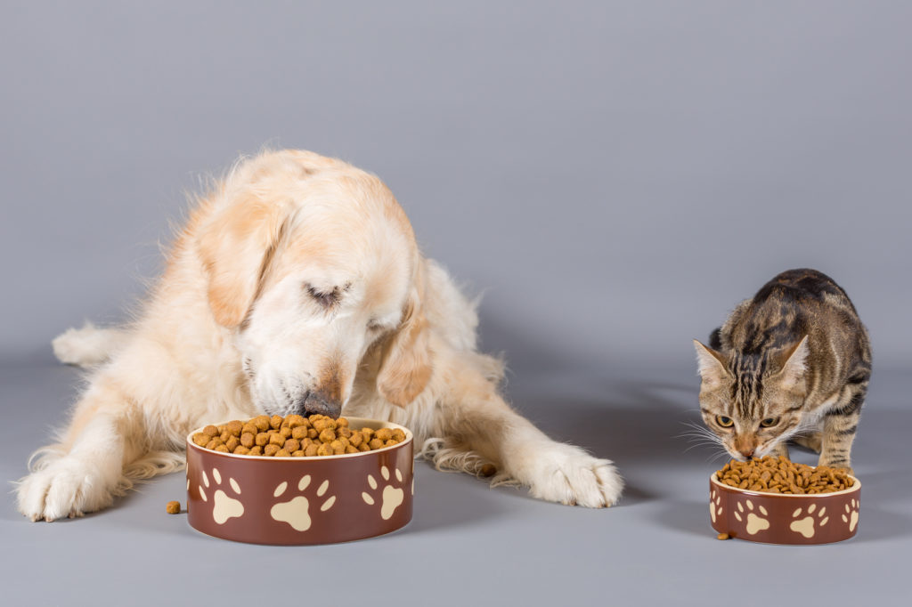 chat mange les croquettes du chien