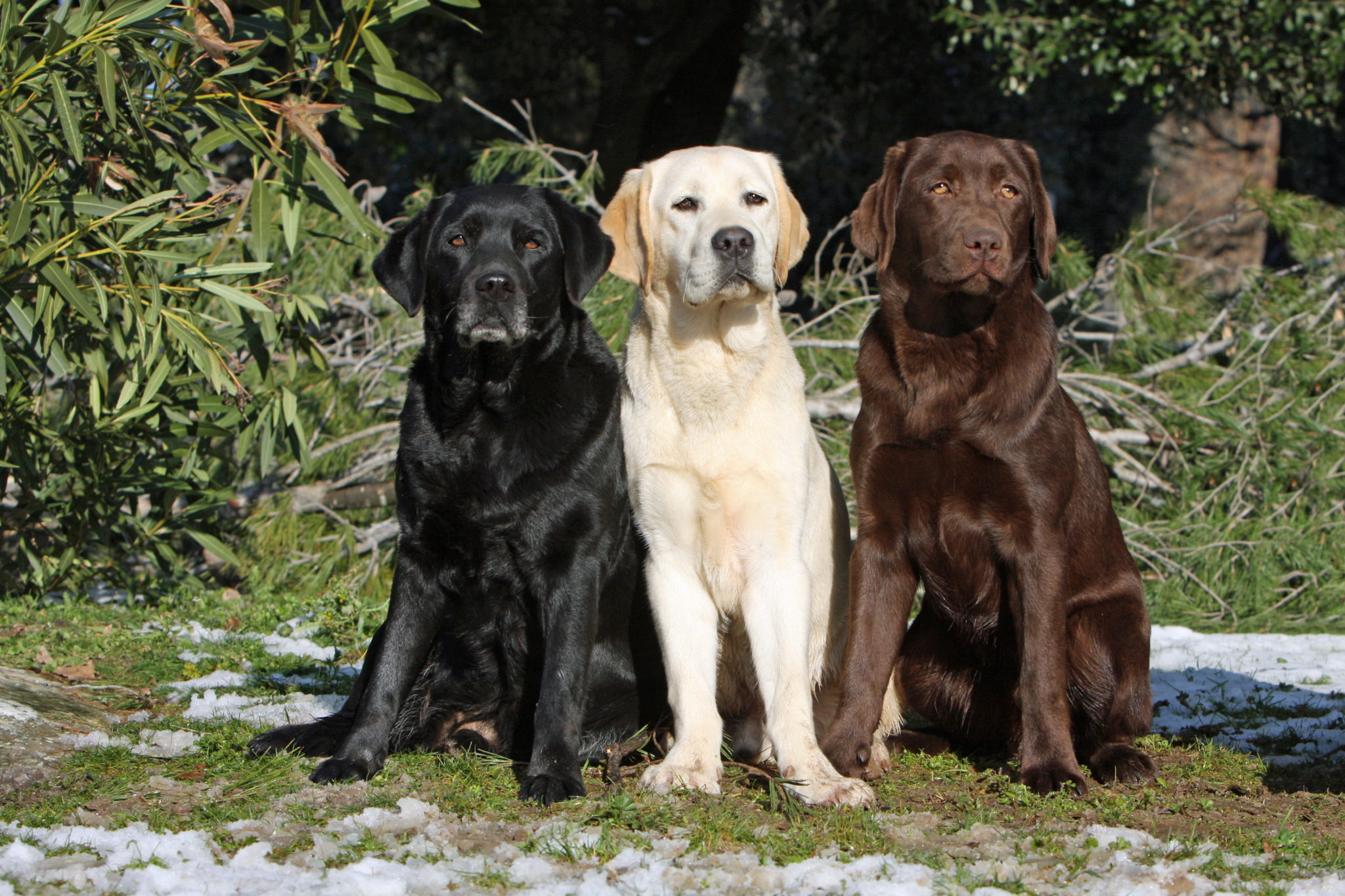 Le golden retriever : le caractère et la fonctionnalité