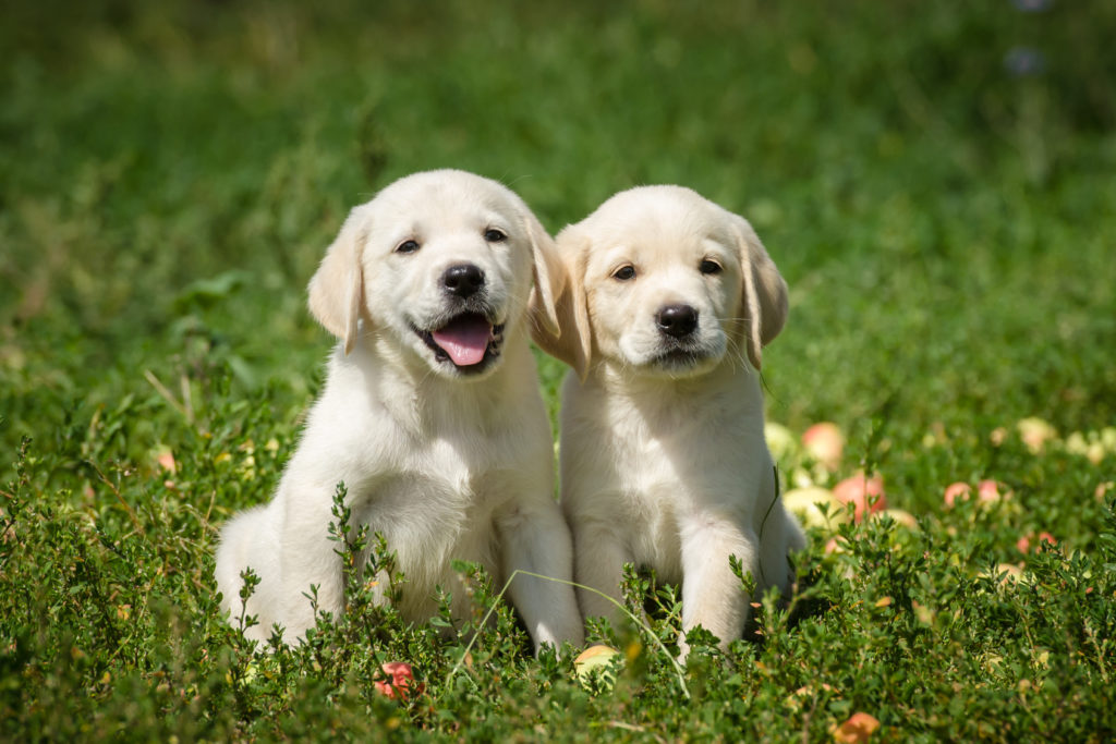 chiots labrador retriever