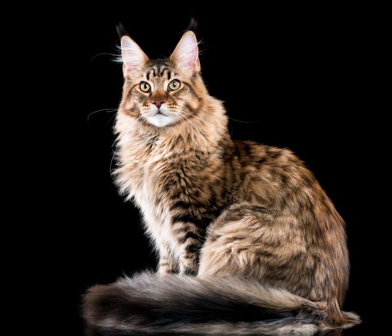 Maine Coon Origine Caractere Soins Magazine Zooplus