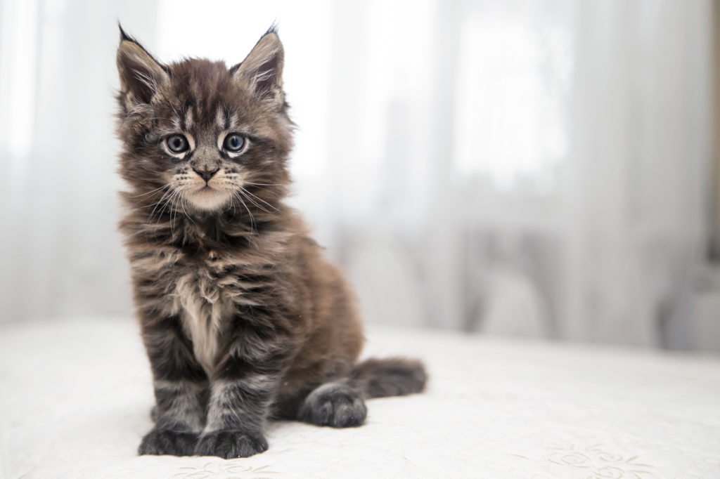 Maine Coon Origine Caractere Soins Magazine Zooplus Maine Coon Origine Caractere Soins Magazine Zooplus