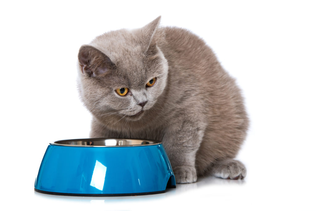 nourriture pour chat sénior nourriture pour chat sénior