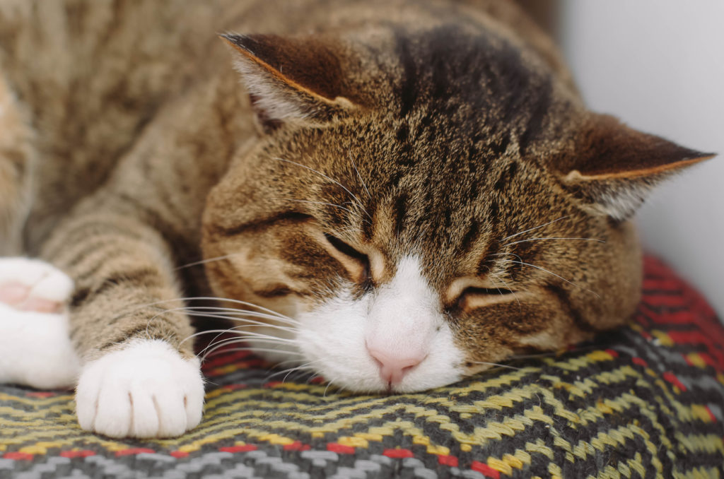 nourriture pour chat âgé nourriture pour chat âgé