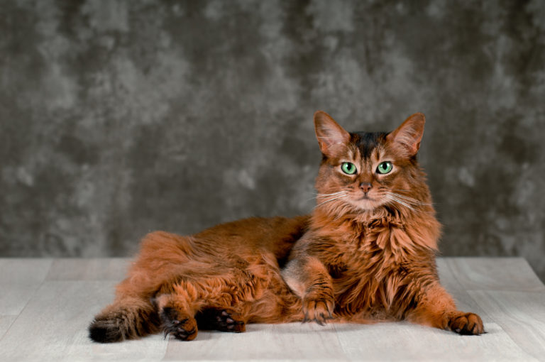 chat de race somali sur un fond gris