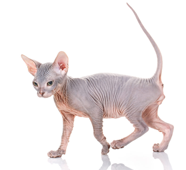 Sphynx Decouvrez La Race De Chat Sans Poil Magazine Zooplus