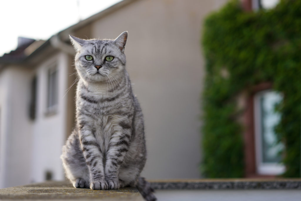 British Shorthair Tabby British Shorthair Tabby