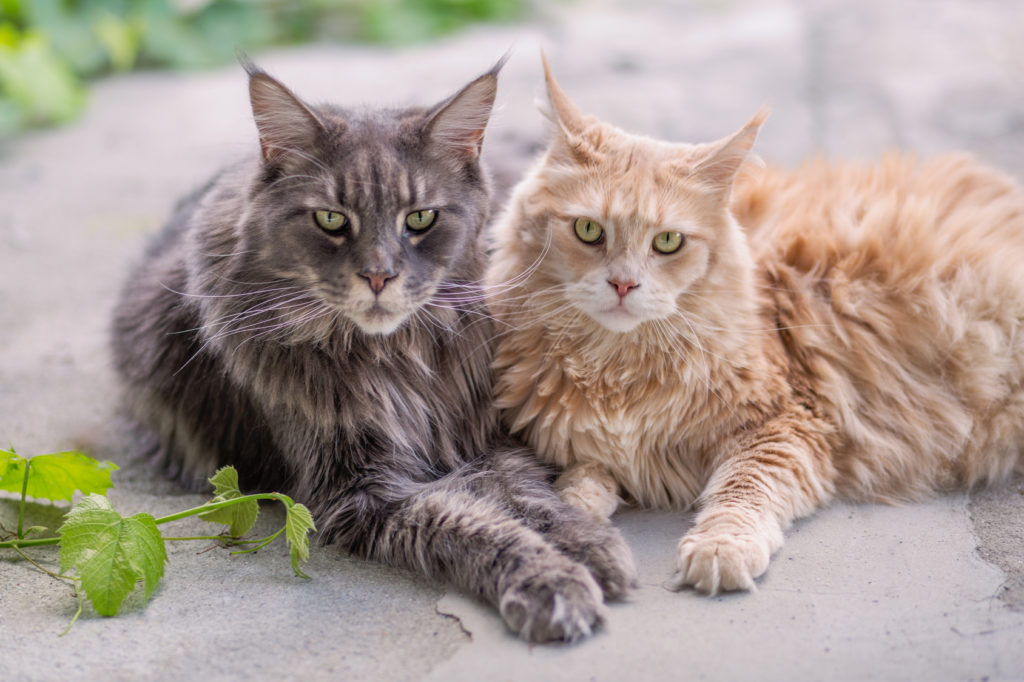 Maine Coon : origine, caractère, soins | Magazine zooplus