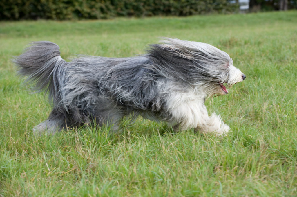 Bearded Collie qui court