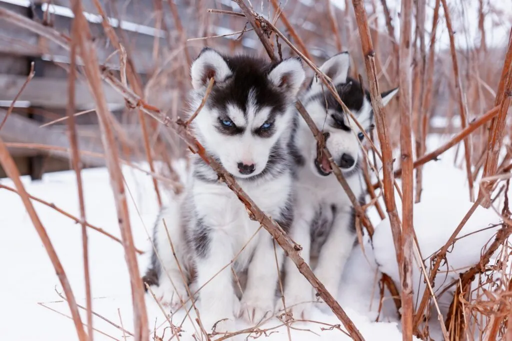 Deux chiots Huskys de Sib&eacute;rie dans la neige