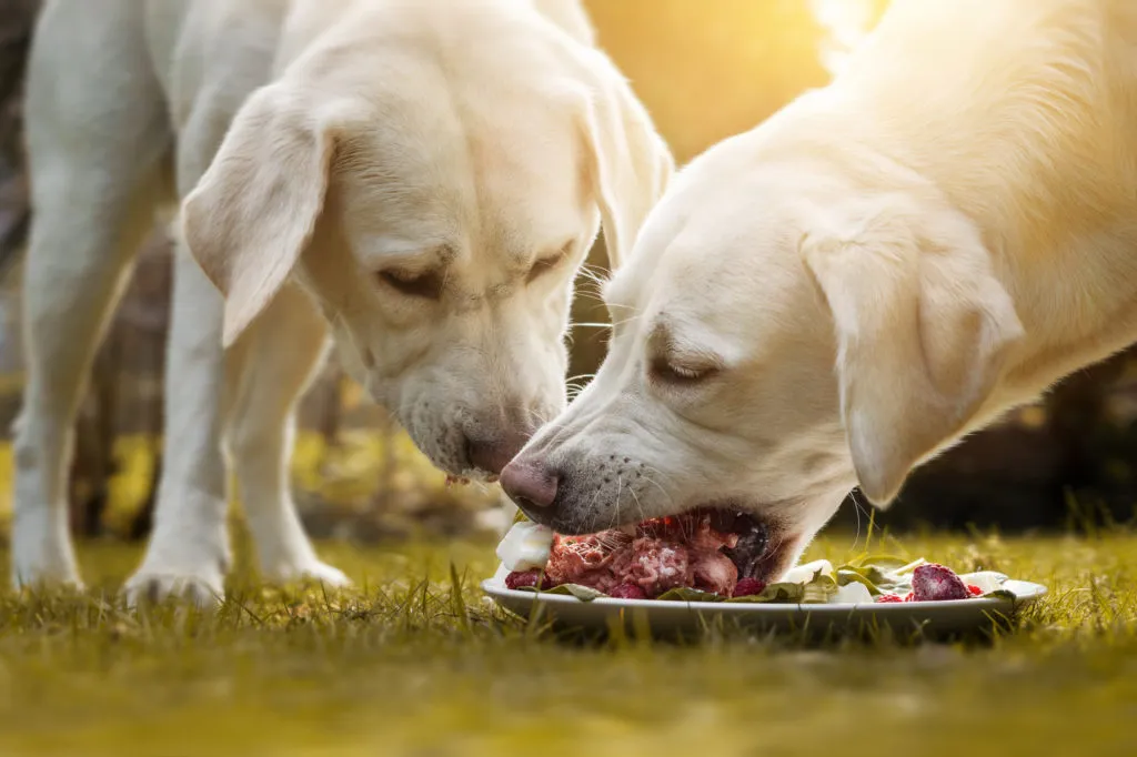 Deux jeunes Labradors d&eacute;vorent de la viande rouge crue.