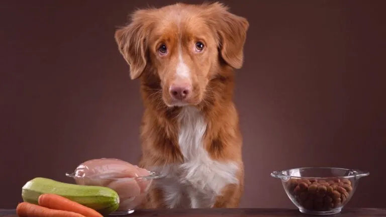 Retriever de la nouvelle Ecosse devant des croquettes, du poulet et des légumes Retriever de la nouvelle Ecosse devant des croquettes, du poulet et des légumes