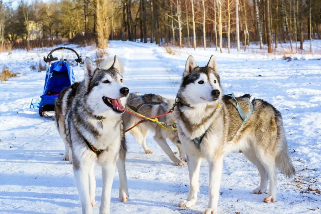 Trois Huskys de Sib&eacute;rie attel&eacute;s &agrave; un tra&icirc;neau